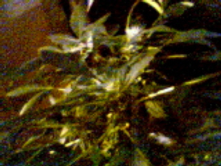 just wanted to put this little one in. I supercropped this one and it put out like 8 new tops where i toped it. and its been on 12/12 for 14 days. It started flowering almost as soon as i switched to 12/12, but the weird thing about it is the nodes are so close together, it just looks like a big clump of bud. I cant wait to see how this one will look in about 7 more weeks