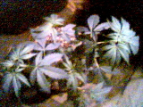 12 days flower