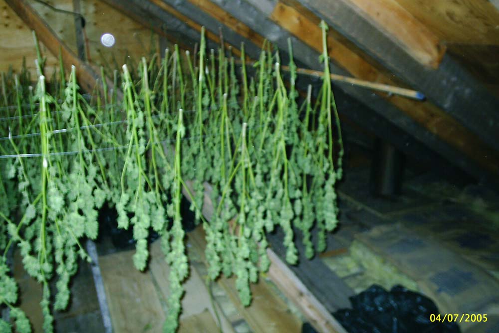 Bud hanging in attic doing it's drying thing