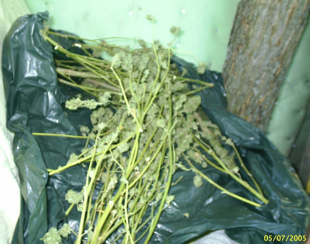 Trimming bud off stalk after drying for 1 week, which was then placed in sealed tub to cure.