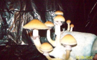 YA THESE ARE THE BOMB, MUSHIES KICK ASS