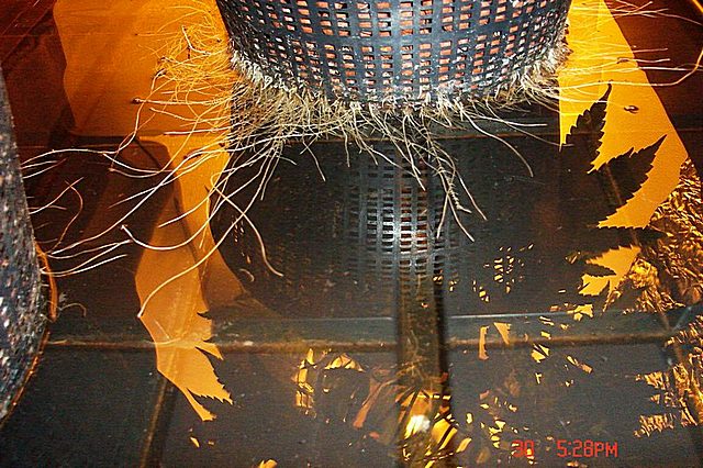 killers nice roots system