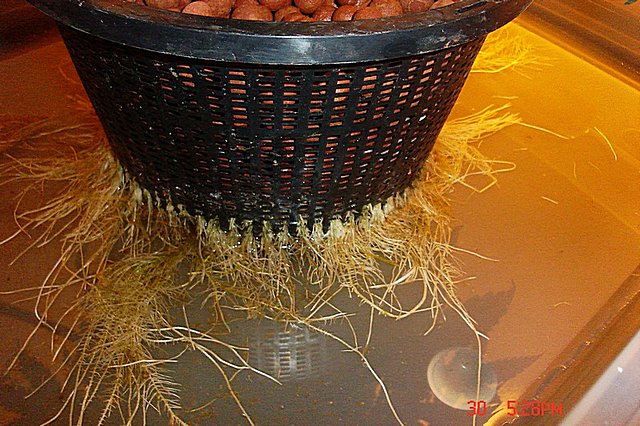 my bigest ones roots system