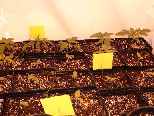 Seedlings beginning veg.