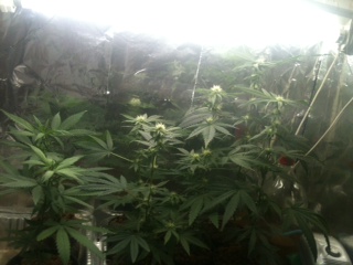 new group of clones grown hydroponics because because the ones in dirt did not thrive and got infested with pest