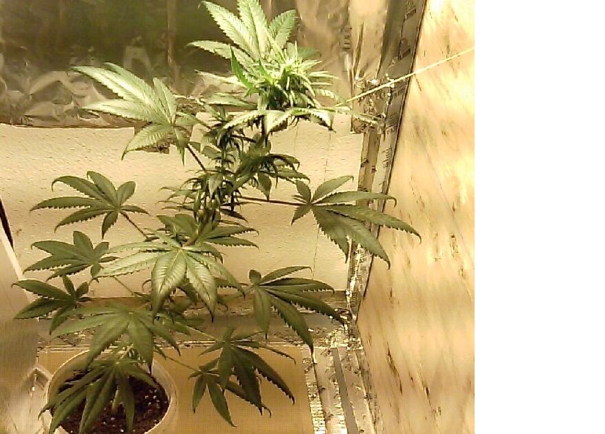 This is week three of flowering. He has pulled it over for height reason and to try some training.