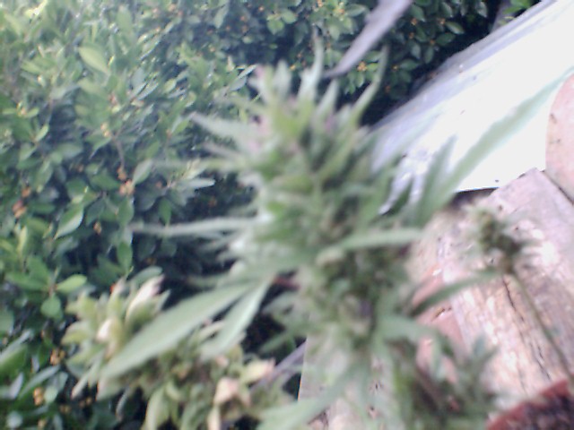 IT IS IN MY TREE-HOUSE!!! 