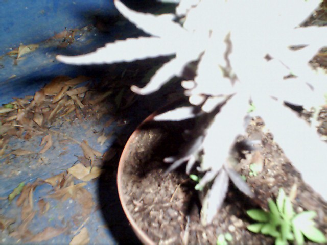 they are inside my tree-house
viva mexico!!!!