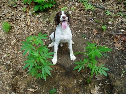 sit....



roll over..........

now grow pot...........




good boy