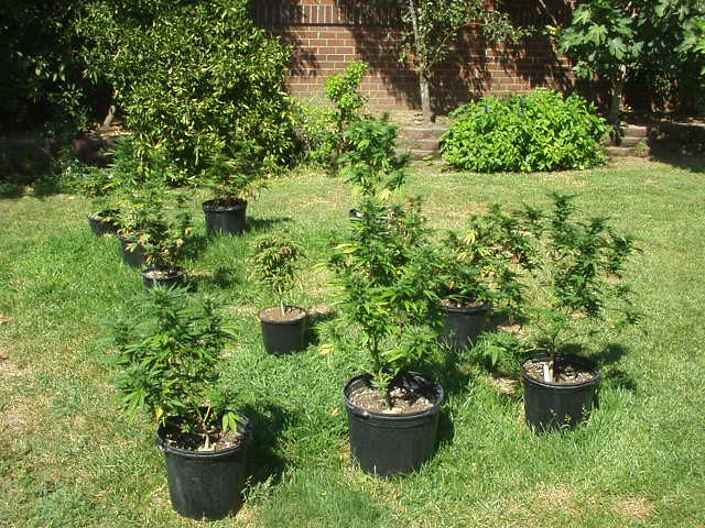 I decided to put my new babies outside.  They are all grown in Ocean Forest.  Here is a list  of what I have:
Grand Daddy Purple
Sour Diesel
Hash Plant
Bubba Kush
O.G. Kush
Hombolt Purple