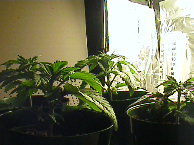 So here are the 4.  They all started growing side branches a couple days ago.