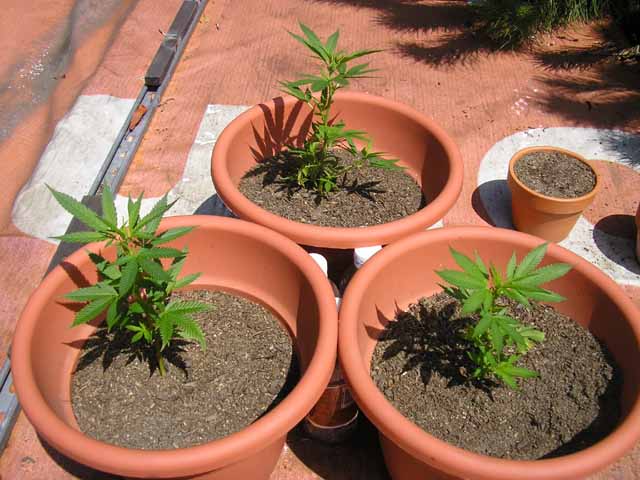 a pretty good sideish view of all 3 plants at week 4