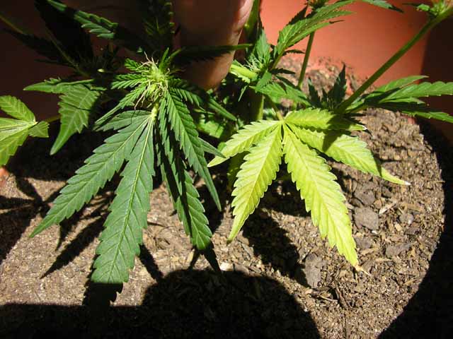 a good example of the discoloration of some of the lower leafs on thea at the beginning of week 6