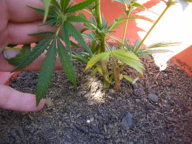 another pic of the same 2 leafs as the pic before, only 2 days later... sucks.