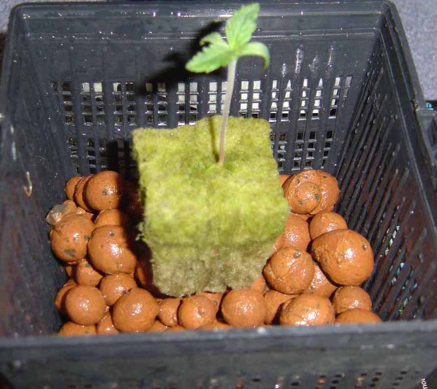 I've put a couple of inches of pebbles in the bottom of the pot. Put the seedling in place, and then fill up with more pebbles...