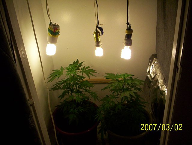 2 plants with lights