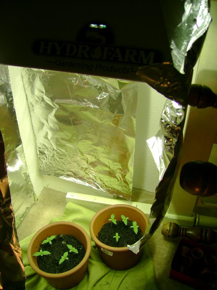 250w hydrofarm HG. So far the leaves aren't showing any damage from too much light so I believe it's smoothe sailing from here. Will I be able to complete my grow with this light?