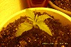 Another small shot of the little guys on their paths of smokethness