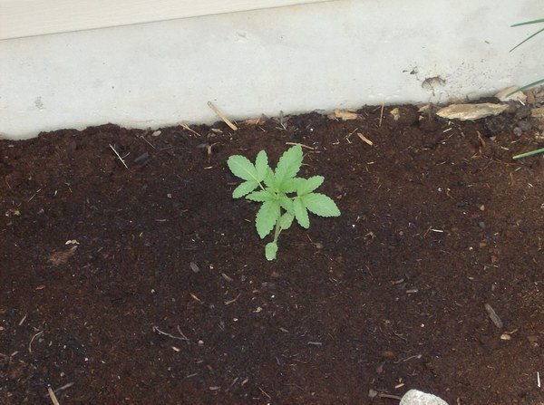 A top-view shot of a young big bud cannabis plant taken on 5/23/07 :)