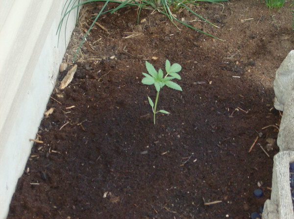 Another close-up shot of a young big bud cannabis plant displaying a healthy stalk.