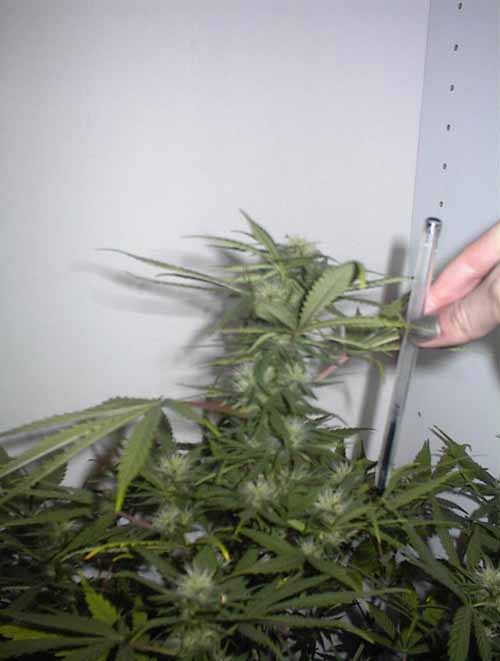 Pic of big plants cola