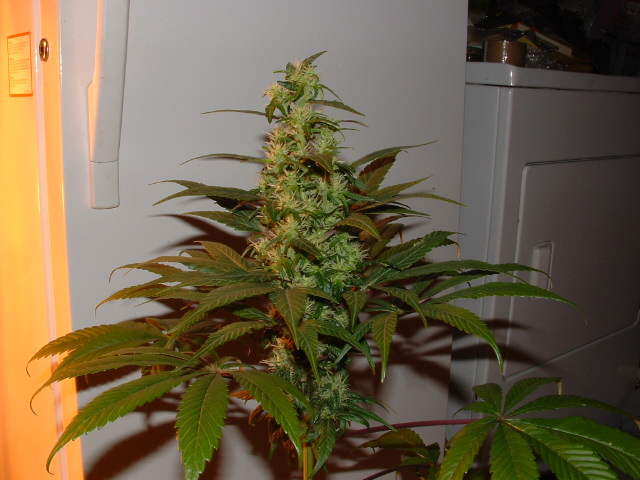wow i tryed a few small nugs its stong shit i happy i have 300 seeds