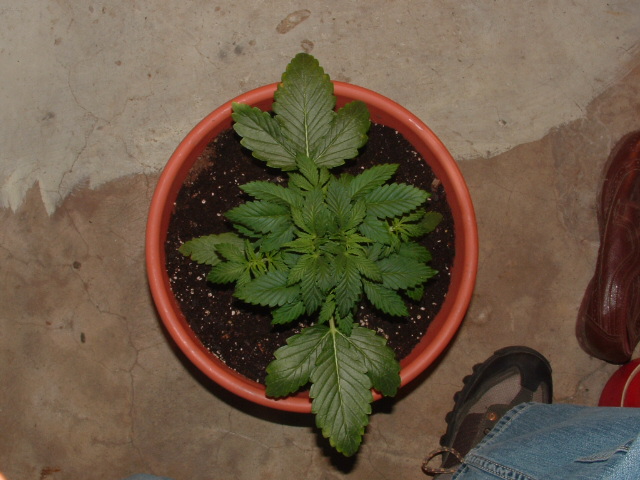 Here is a top view of her. the more bud sites the better