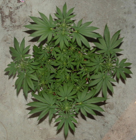 hers a top view of the plant
