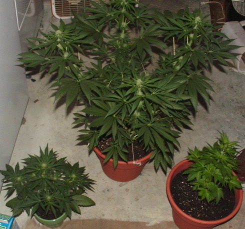 pic of the huge northern lights and the small are blooming is my lowryder. the one on the right that looks like a christmas tree is the white widow