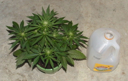 pic compared to a gallon mike jug