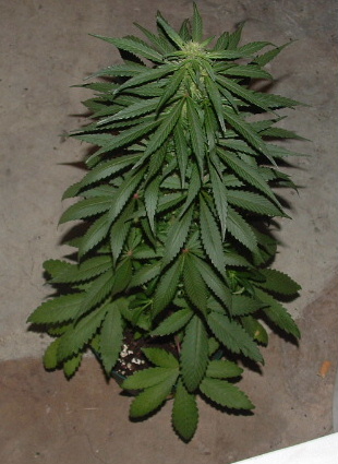 she is over 3 ft tall and cover in hair looking crystals. ty DJshorts. looks like a christmas tree