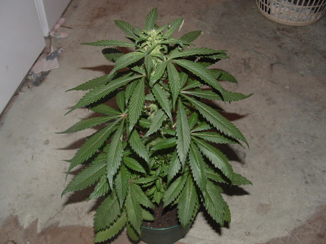 the big flo is in the 2nd week of flower