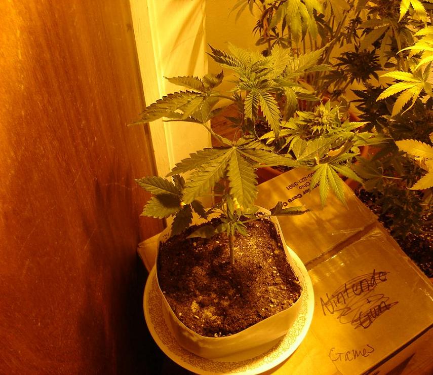 all my hopes for the future rest on this little baby, shes another feminized power plant and shes the only one to survive the cats. i plan to clone her and JOG the offspring.