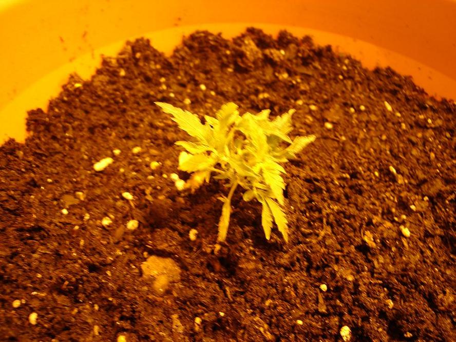 this clone is tiny, but has 6 or 7 nodes on it. like... 1/4 inch spacing. i really want to keep it and see how dense that cola will be..