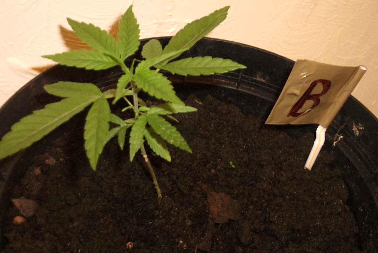 here is plant B ,looks pretty nice ,,hope its a SHE