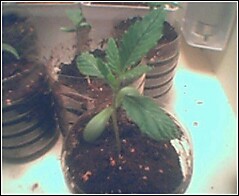 on it's second set of leaves, one side didnt grow...does that mean it's a hermaphrodite?