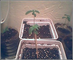 i think they r mostly indica b/c of the rounded leaf