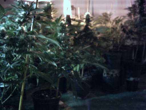 @ 5 weeks flower