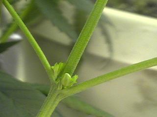 pods on cecilia 22 days flower. I pulled em off and i havent seen any after that. 