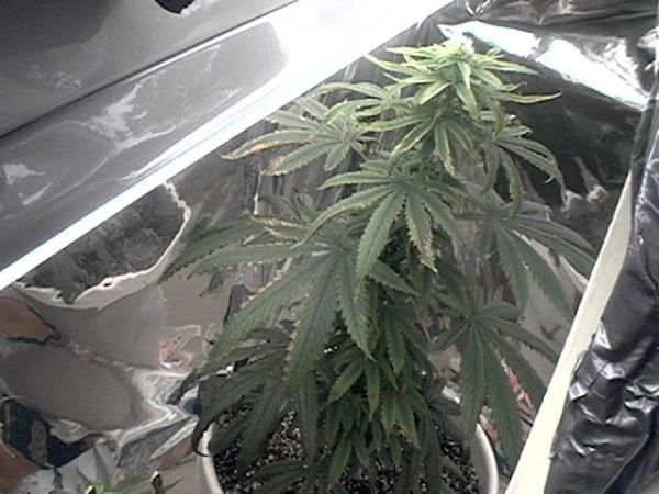 4 weeks flower