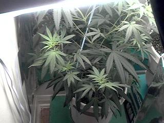 10 days flower