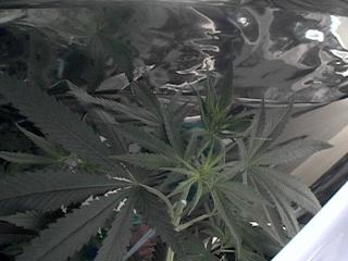 cassandra 10 days flower