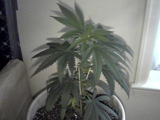 this one was shaded by the male. I killed him and she will have to grow now. 10 days flower