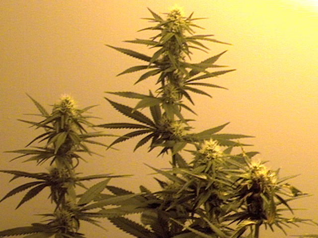 30 days flowering. One of the buds got a bit too hot and there is burning.. I have since raised the light and though the leaves are brown on that bud .. new growth is coming back, whew that was a close one.. 