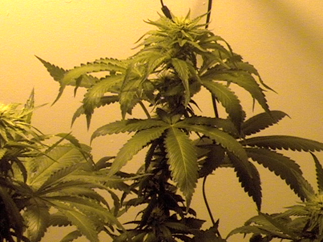 at days 30 the leaves on the bottom are starting to go yellow as well as the whole plant seems to be slowly headed that way.. I have been tapering off the n and giving lots of p so i hope to see some nice buds come in on her...