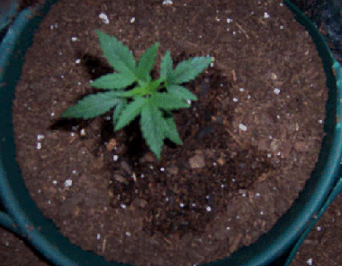 plant at nearly 3 weeks...how do we look?
