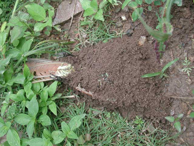 I don't know what happened to this bird, but I found it today close to my outdoors cannabis plant... maybe is voodoo magic?