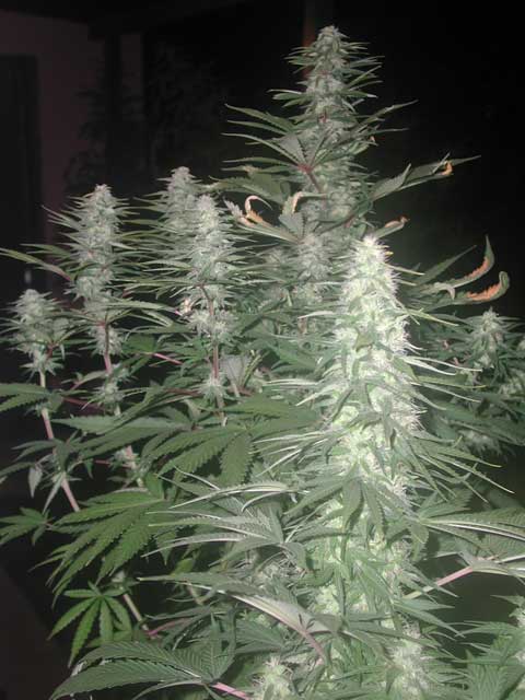 Front: Haze. Back: The pretty White Rhino... its getting bigger everyday, amazing.