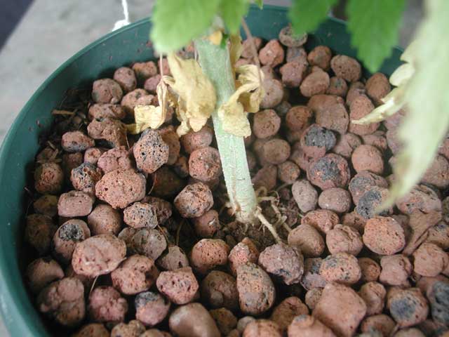 I use this clay balls to maintain humidity in the soil and cool temp. See how roots grow above the soil very fast.