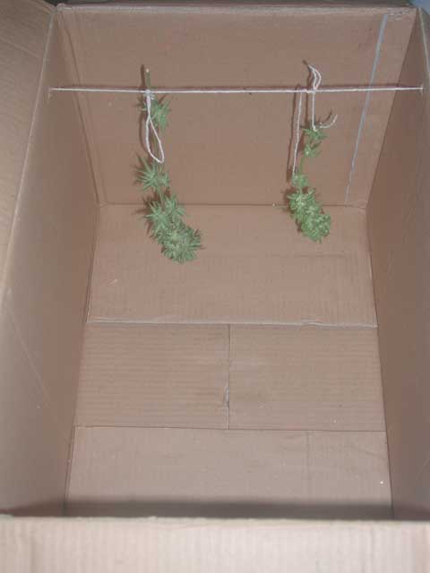 Well, This box is the only thing I found to hang this little buds. Zero light, cool temp and no excess of hummidity.